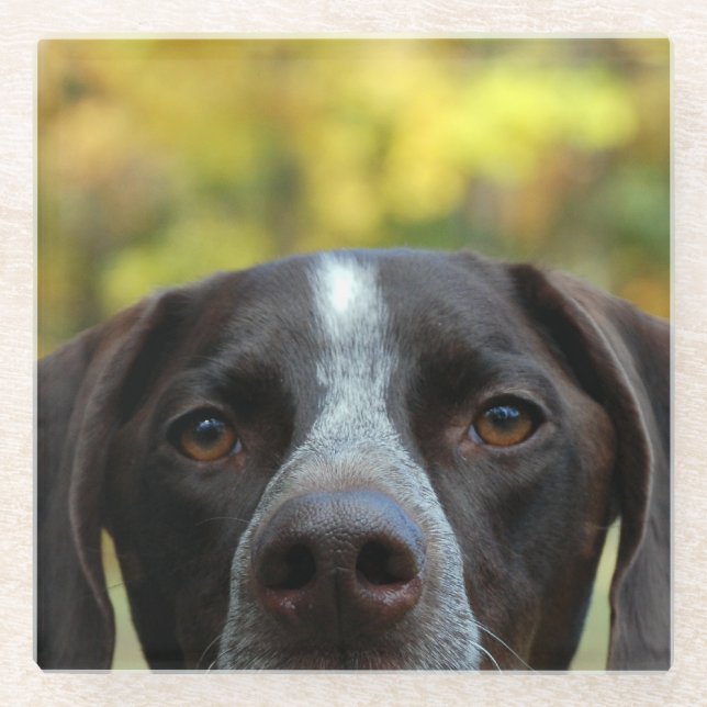 Posavasos De Vidrio Quién perro de Dat (Anverso)