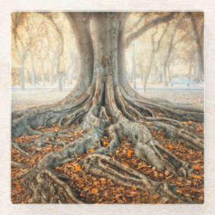 Posavasos De Vidrio Raíces antiguas del árbol