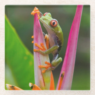 Posavasos De Vidrio Rana de ojos rojos, Costa Rica