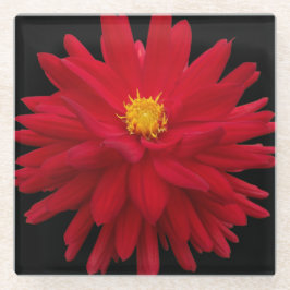 Posavasos De Vidrio Red Dahlia Bloom sobre Flora Negra