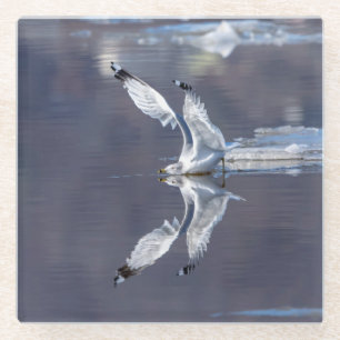 Posavasos De Vidrio Reflexiones sobre Gull