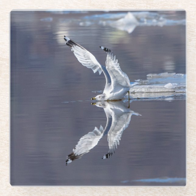 Posavasos De Vidrio Reflexiones sobre Gull (Anverso)