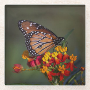 Posavasos De Vidrio Reina Mariposa en Algodoncillo Tropical