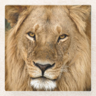 Posavasos De Vidrio Relaxed Lion King, Great Mane Coaster