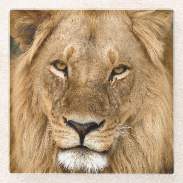 Posavasos De Vidrio Relaxed Lion King, Great Mane Coaster (Anverso)