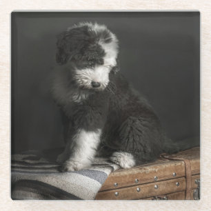 Posavasos De Vidrio Retrato Bobtail del perrito en estudio