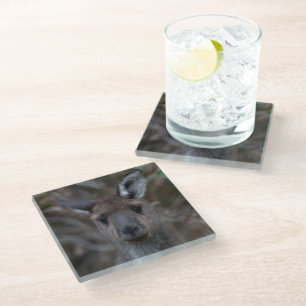 Posavasos De Vidrio Retrato de canguro gris occidental