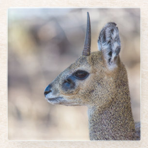 Posavasos De Vidrio Retrato de Klipspringer