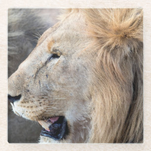 Posavasos De Vidrio Retrato de león