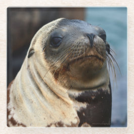 Posavasos De Vidrio Retrato de león marino