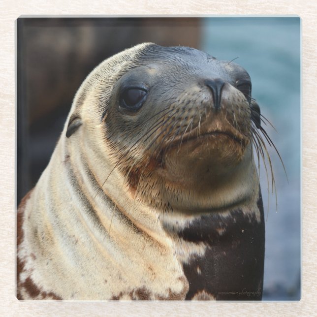 Posavasos De Vidrio Retrato de león marino (Anverso)