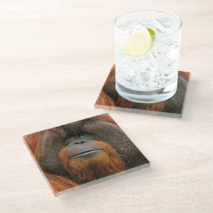 Posavasos De Vidrio Retrato de orangután macho, Georgia, EE. UU.
