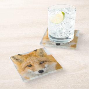 Posavasos De Vidrio Retrato de zorro rojo