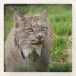 Posavasos De Vidrio Retrato del lince