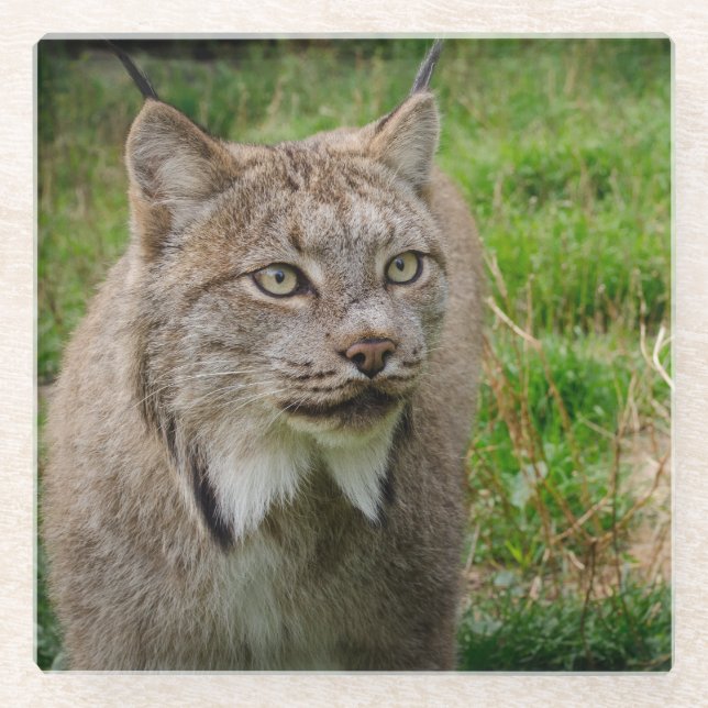 Posavasos De Vidrio Retrato del lince (Anverso)