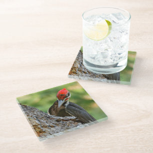 Posavasos De Vidrio Retrato impresionante de un pájaro carpintero pile