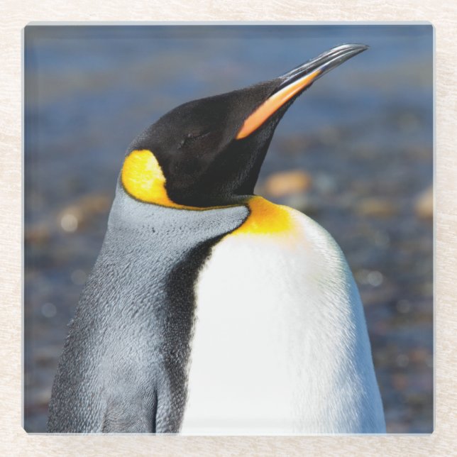 Posavasos De Vidrio Retrato pingüino (Anverso)