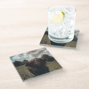 Posavasos De Vidrio Retro vintage de vacas de raza negra escocesa
