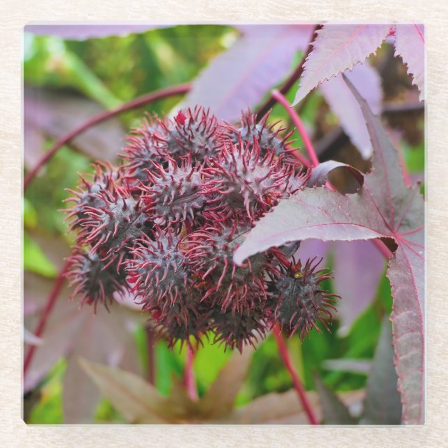 Posavasos De Vidrio Ricinus communis (Anverso)