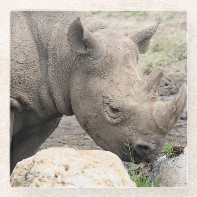 Posavasos De Vidrio Rinoceronte negro (Anverso)