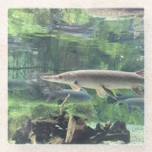 Posavasos De Vidrio River Pike Fish Clear Water Photo