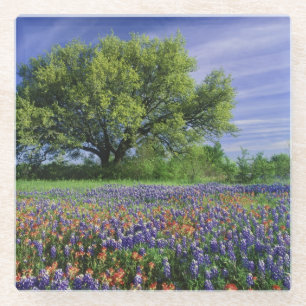 Posavasos De Vidrio Roble Vivo y Pincel de Texas, y Texas
