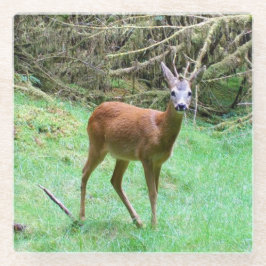 Posavasos De Vidrio Roe Deer Stag Posing