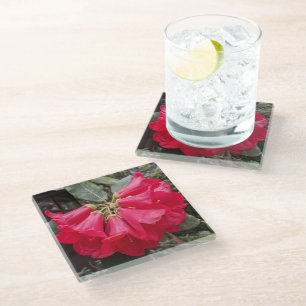 Posavasos De Vidrio Rojo Rododendrón florece montaña de vidrio flora