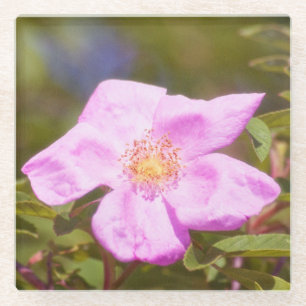 Posavasos De Vidrio Rosa Briar