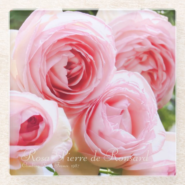 Posavasos De Vidrio Rosa Pierre de Ronsard (Anverso)