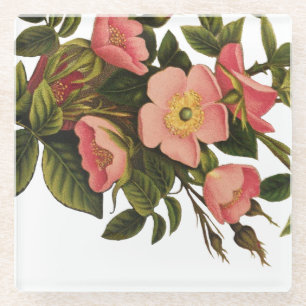 Posavasos De Vidrio Rosas Vintage Hermosas Rosadas Botánicas