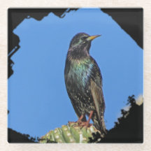 Saguaro Cactus Hermoso Pájaro Suroeste