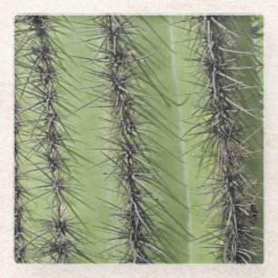 Posavasos De Vidrio Saguaro Cactus Needles Foto Naturaleza Suroeste
