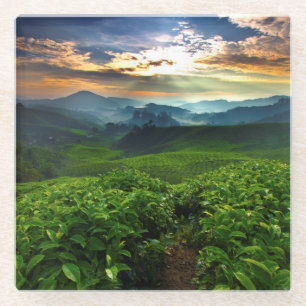 Posavasos De Vidrio Salida del sol sobre granja del té