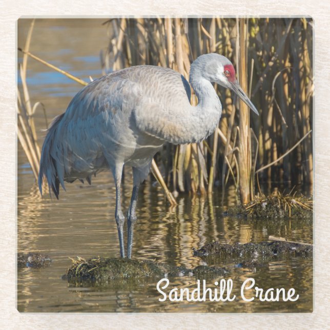 Posavasos De Vidrio Sandhill Crane (Anverso)