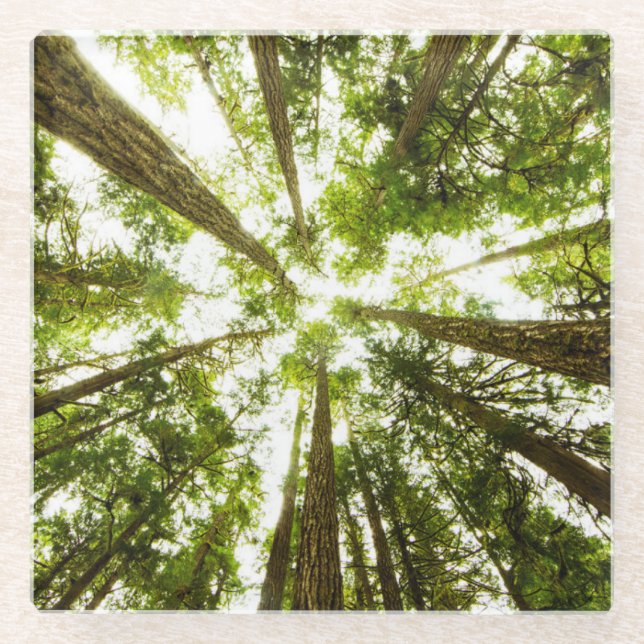 Posavasos De Vidrio Selva tropical verde enorme (Anverso)