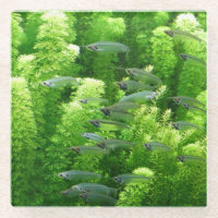 Shoal of Transparent Silver Fish