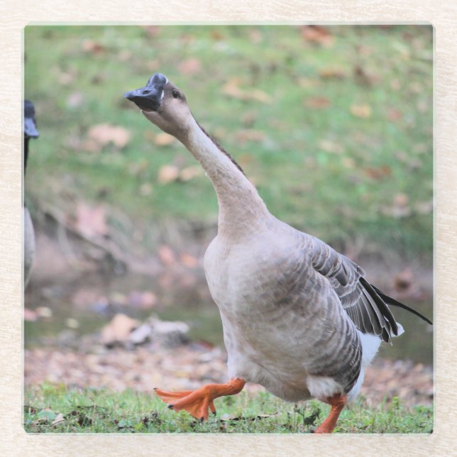 Posavasos De Vidrio Silly goose (Anverso)