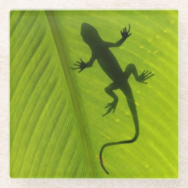 Posavasos De Vidrio Silueta del Gecko (Anverso)