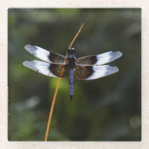 Posavasos De Vidrio Skimmer Dragonfly de viuda masculina