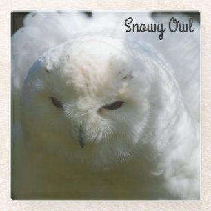 Posavasos De Vidrio Snowy Owl