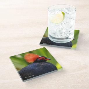 Posavasos De Vidrio Sorprendente Rulu-Roul Crested Wood Partridge Bird