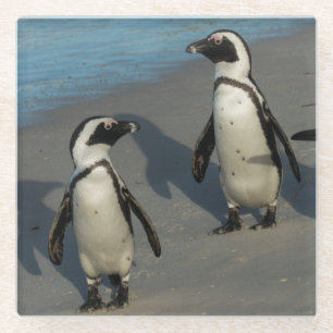 Posavasos De Vidrio Spheniscus africano Demersus de los pingüinos el 