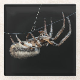 Posavasos De Vidrio Spider En La Web