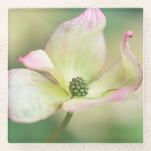 Posavasos De Vidrio Srta. Satomi' de Kousa del Cornus del flor el