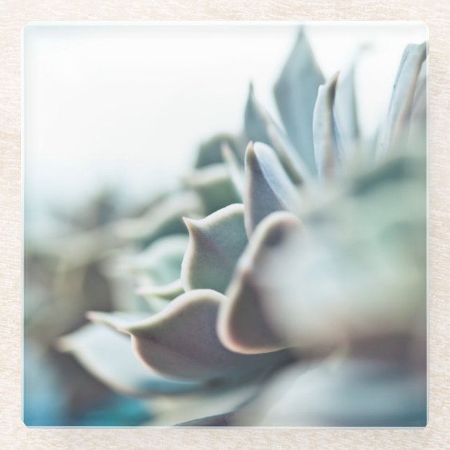 Posavasos De Vidrio Succulent de Echeveria (Anverso)