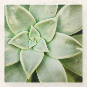 Posavasos De Vidrio Succulent de la primavera