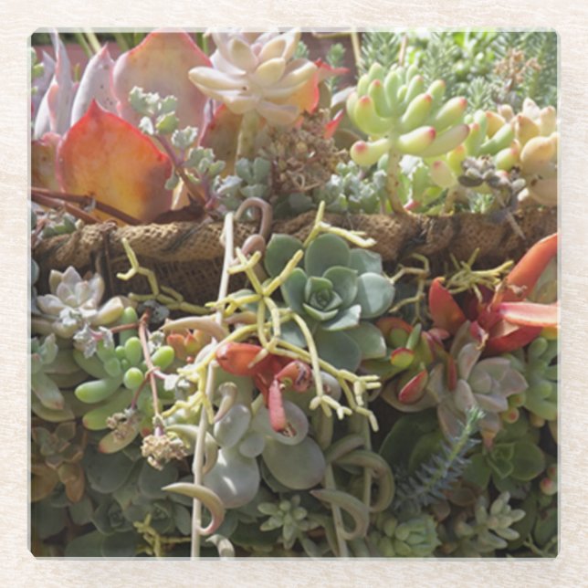 Posavasos De Vidrio Succulent Glass Coaster (Anverso)