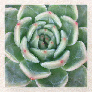 Posavasos De Vidrio Succulent inclinado rojo verde