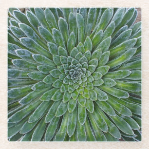 Posavasos De Vidrio Suculenta planta del desierto
